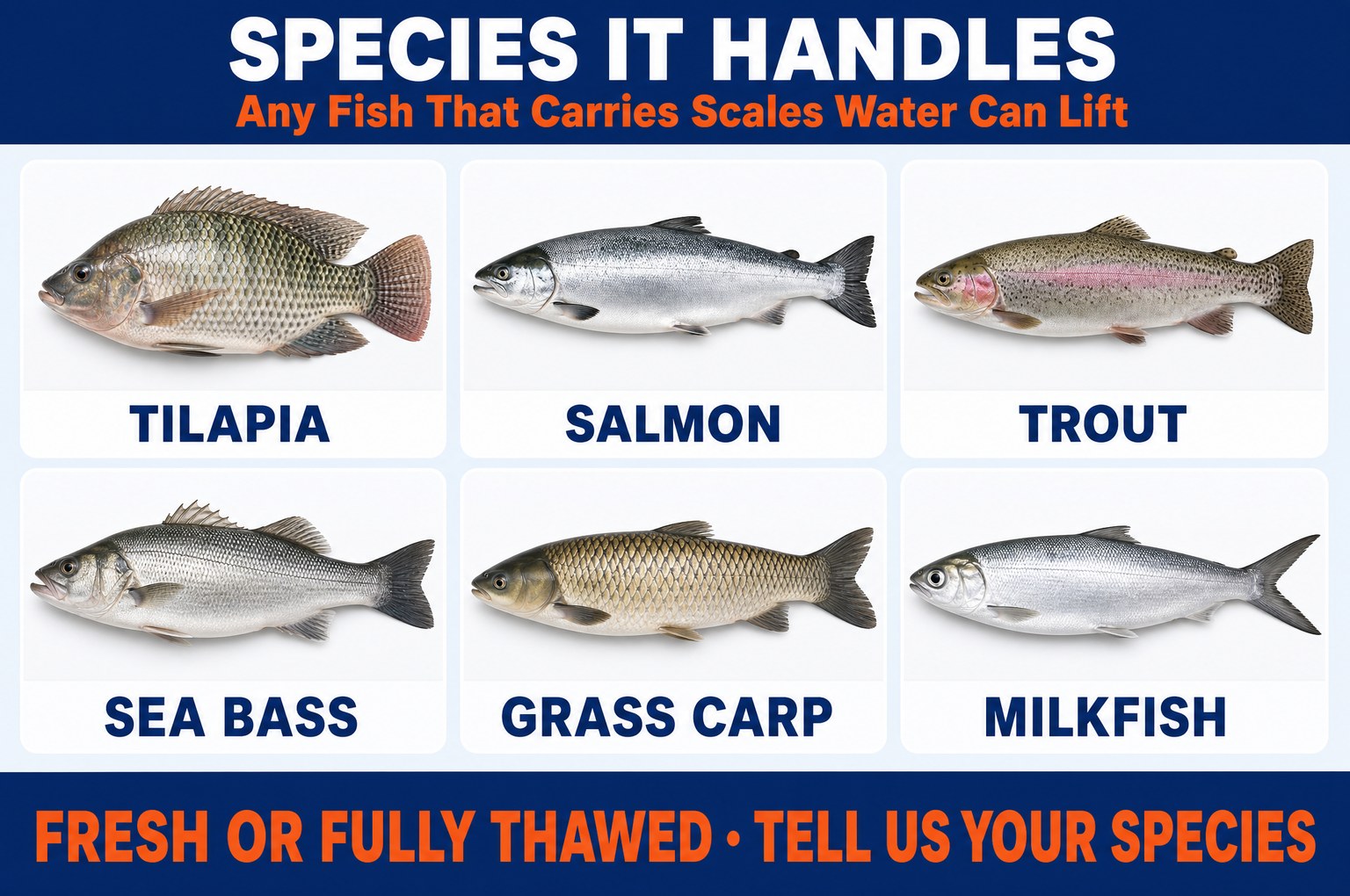 Fish species suitable for the RayLink descaling machine
