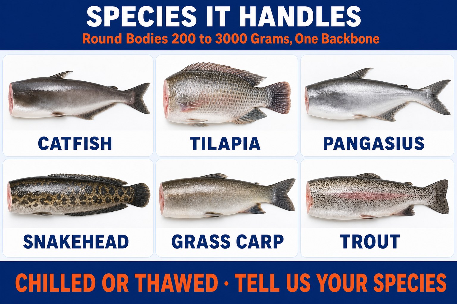 Fish species suitable for the RayLink filleting machine